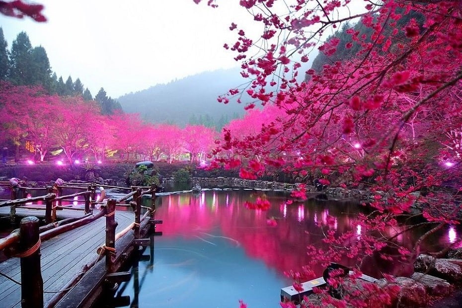 جشن فانوس‌های شکوفه‌ی گیلاس ژاپن